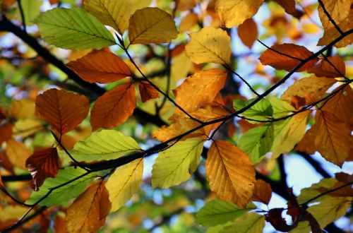 colors autumn leaves