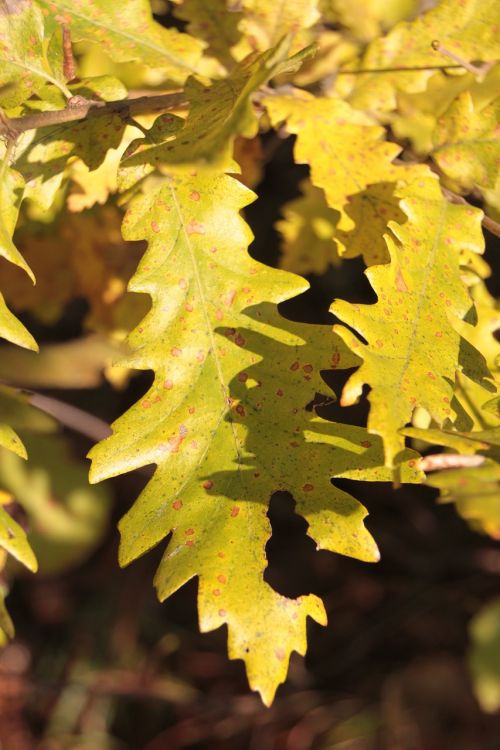 colors fall forest