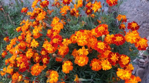 colors of autumn flowers autumn