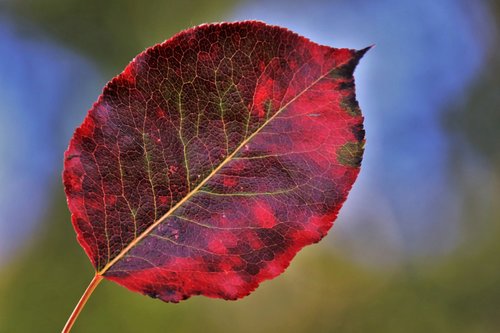 colors of autumn  leaf  red