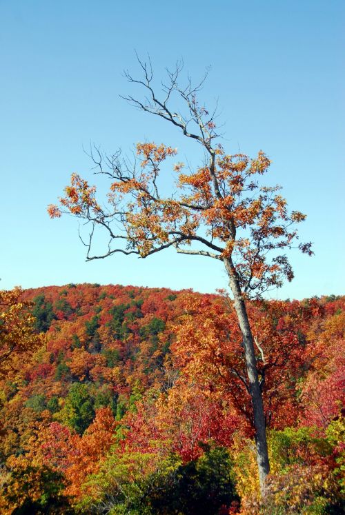 Colors Of Fall