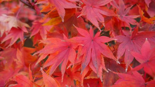 colour trees south korea autumn