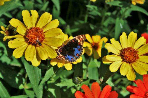 Colourful Eyed Pansy Butterfly