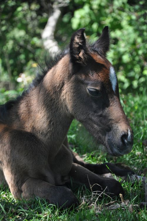 colt horse potranco