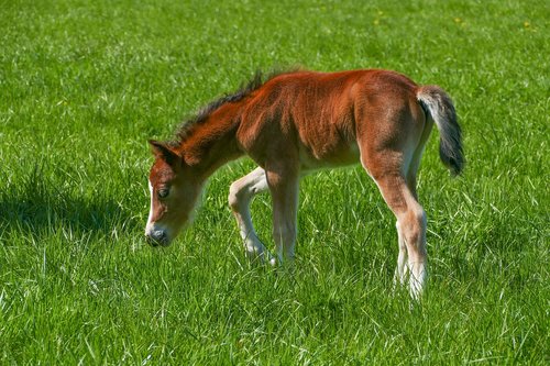 colt  pony  brown
