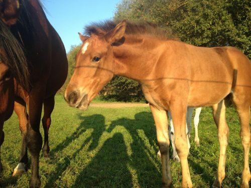 colt horse animals