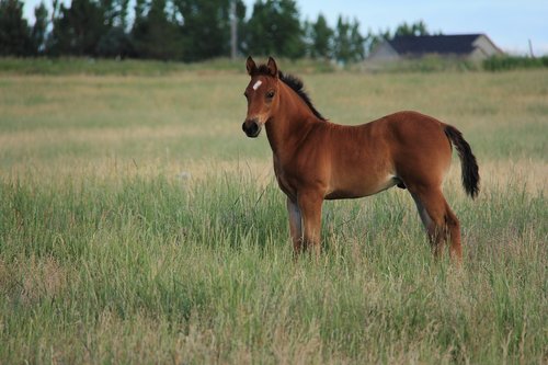 colt in field  horse  baby horse