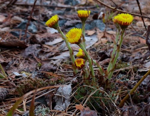 coltsfoot first spring flowers yellow flowers