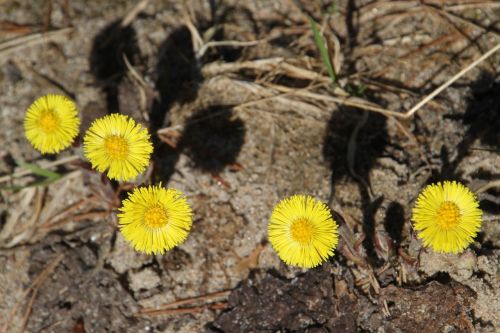 dandelions coltsfoot flower