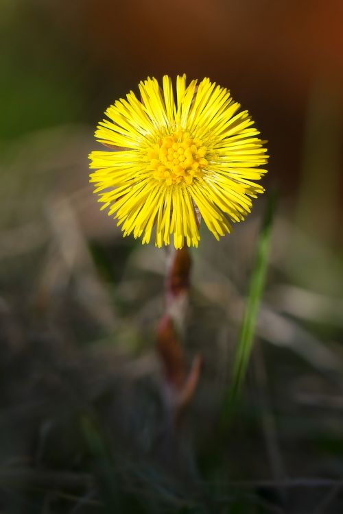 coltsfoot flower spring