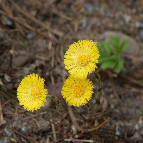 coltsfoot tussilago farfara yellow flower