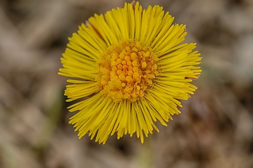 coltsfoot  yellow  spring