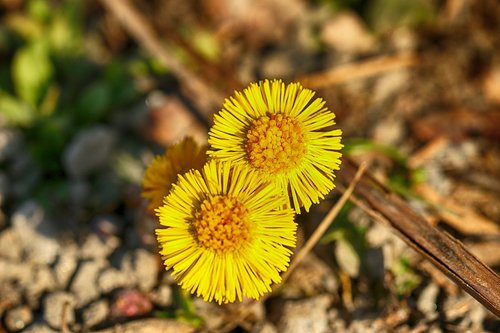 coltsfoot  flower  spring