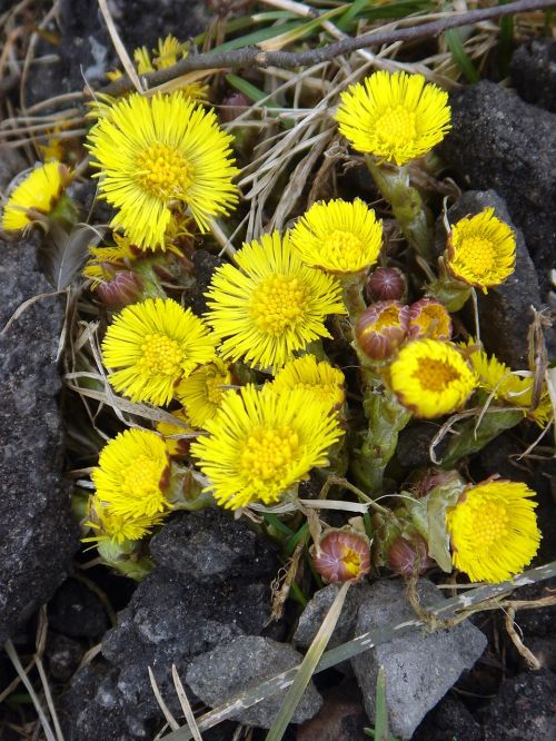 coltsfoot spring yellow