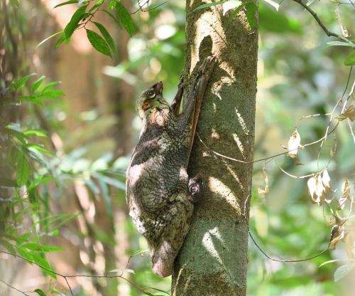 colugo mammal nature