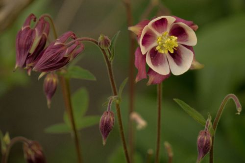 columbine flower purple