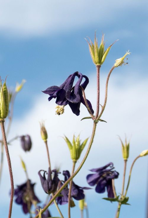 columbine flower purple