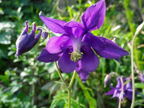 columbine blossom bloom