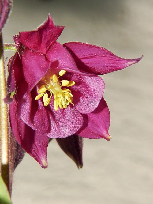 columbine violet flower