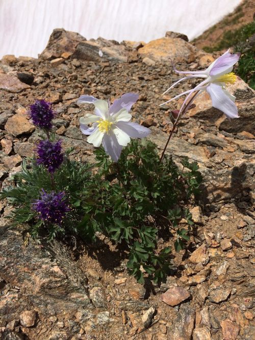 columbine wildflower alpine