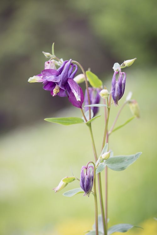 columbine flower purple