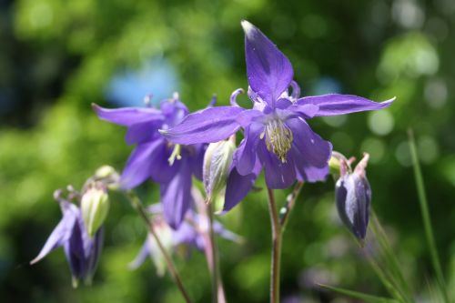 columbine spring violet