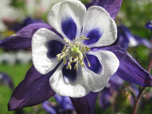 columbine blossom bloom