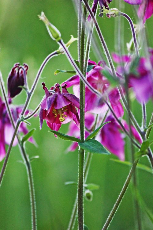 columbine purple blossom