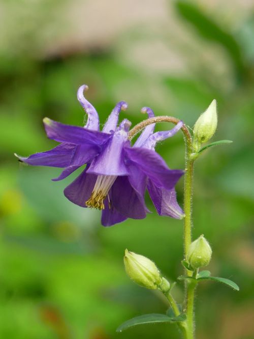 columbine violet blossom