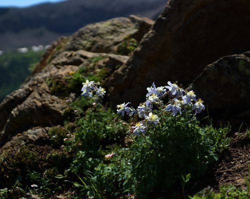 columbine rock wildflower