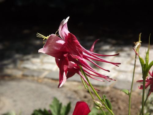 columbine flower nature flower