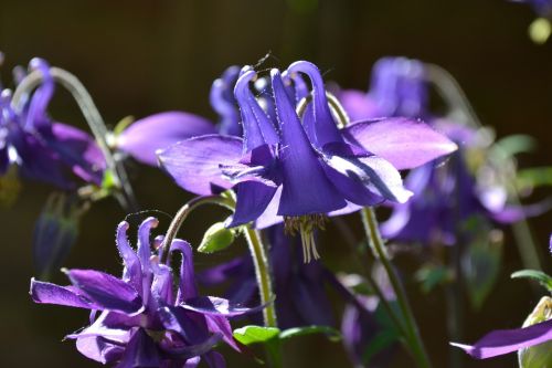 columbine aquilegia flower