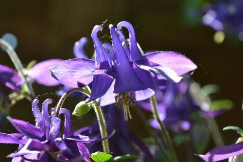 columbine aquilegia flowers