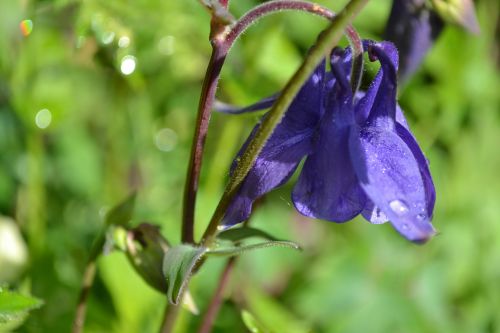 columbine aquilegia flower