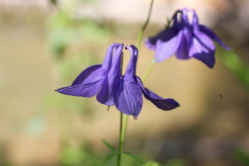 columbine purple wild flower