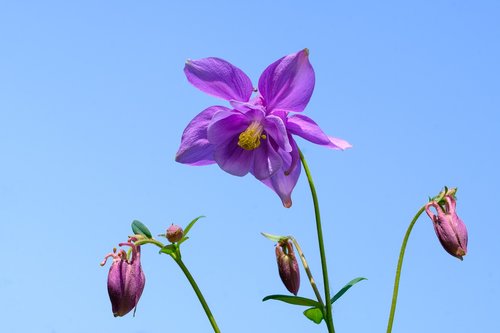 columbine  aquilegia  ranunculaceae