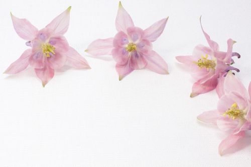 columbine flower blossom