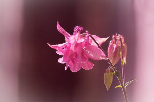 columbine  flower  blossom