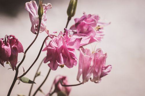 columbine  pink  pink columbine