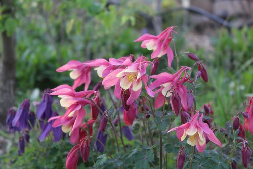 columbine  garden  flower