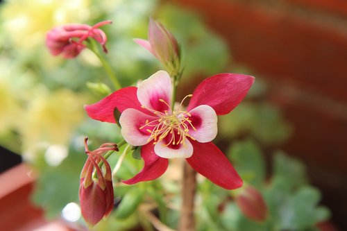 columbine  ancolie red  flowering