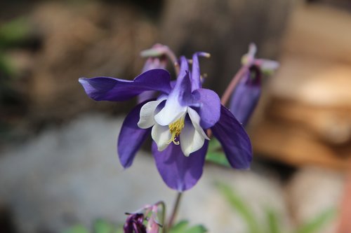 columbine  ancolie bleue  flowering