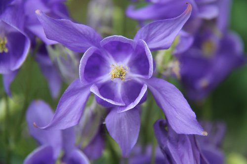 columbine  garden  blue