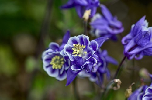 columbine  flower  blue