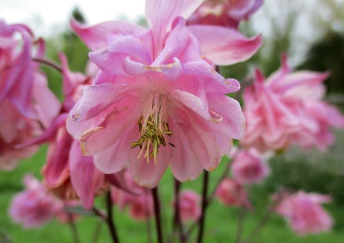 columbine  flower  pink