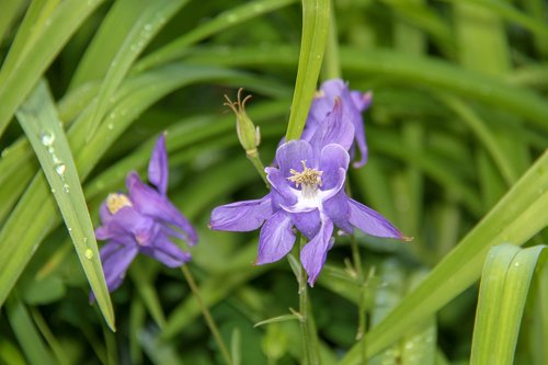 columbine  garden  blue