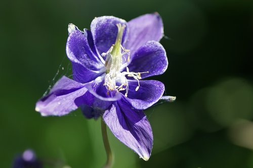 columbine  flower  purple