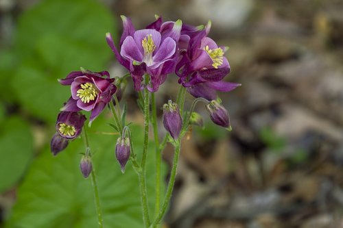 columbine  purple  flower