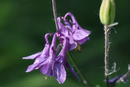 columbine spring blossom