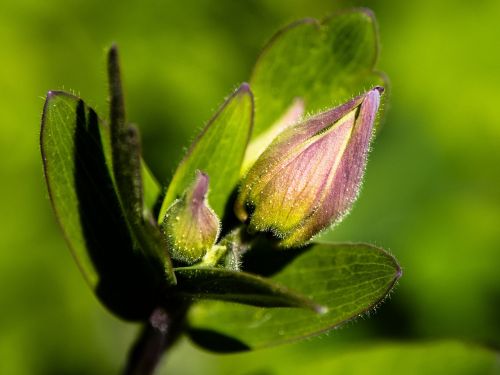 columbine bud spring